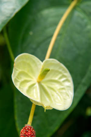 Anthurium cf scandens, Araceae, Ecuador