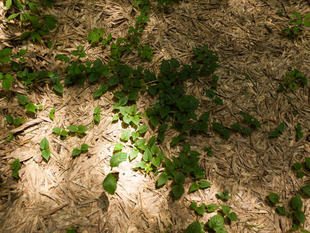 In the bamboo forest の写真素材
