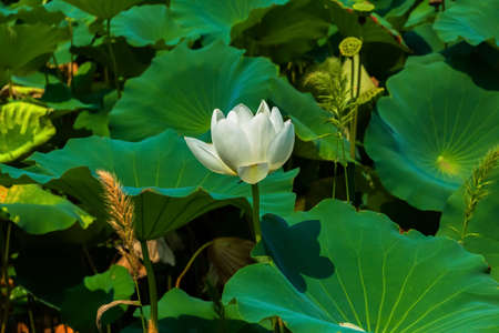 Lotus の写真素材