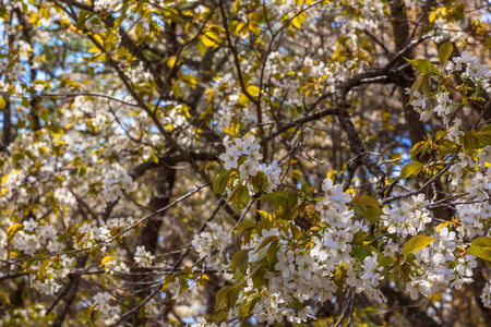 Blooming wild cherry blossoms
