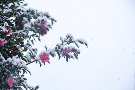 Snow  and chilly camellia flowersの写真素材