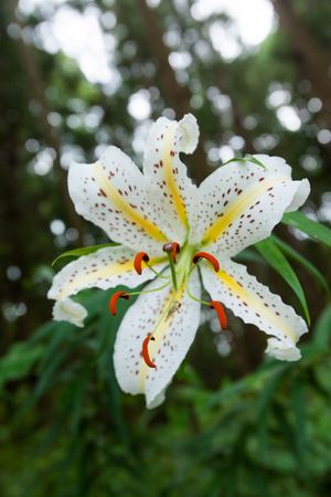 Golden-rayed lily (Lilium auratum) in Japanの写真素材
