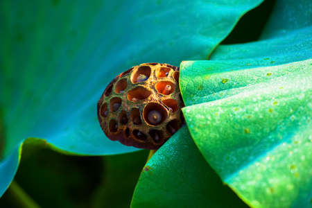 Lotus の写真素材