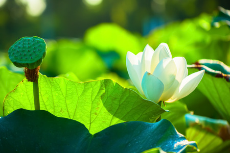 Lotus の写真素材