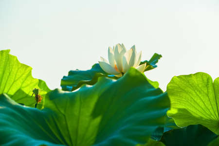 Lotus の写真素材