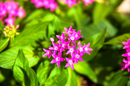 Red pentas flowers, pentasulfideの写真素材