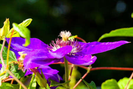 Purple clematis の写真素材