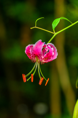 Lilium speciosum, Japan endemic species, endangered plant, Endangered Class II (VU)の写真素材
