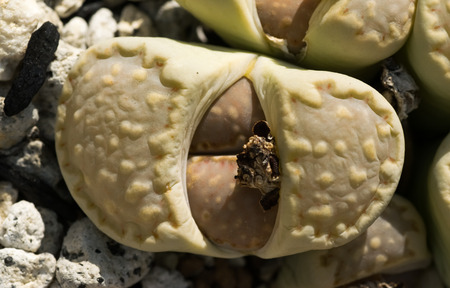 Lithops julii, South Africa 