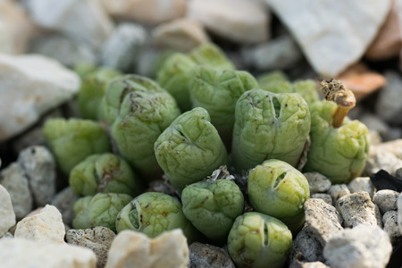 Conophytum ficiforme