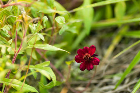 Cosmos atrosanguineus, Asteraceae, Mexico の写真素材
