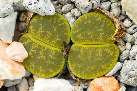 Lithops lesliei, Albinica, southern Africa 