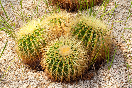 Echinocactus grusonii, Cactaceae, Mexico の写真素材