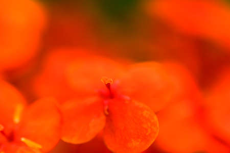 Close up of Ixora sp flowerの写真素材
