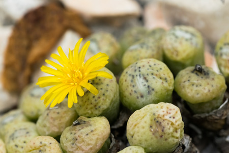 Yellow flower of Conophytum sp.の写真素材