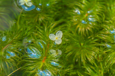 Egeria najas, Hydrocharitaceae, South Americaの写真素材