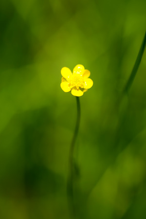 Spearwort, Ranunculaceae, Japan, near threatened NTの写真素材