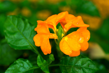 Crossandra infundibuliformis, Acanthaceaeの写真素材