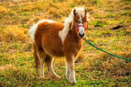 Pony stand in grass fieldの写真素材