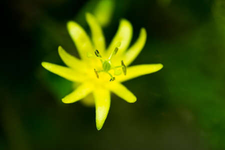 Passiflora itrina, Passifloraceae, Brazil 