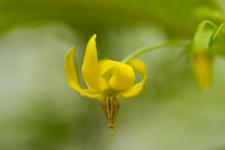 Lysimachia sikokiana, Primulaceae, Japan の写真素材