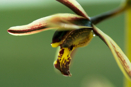 Cymbidium bicolor subsp. pubescens, Orchidaceae, Southeast Asia の写真素材