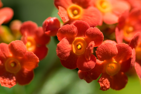 Rondeletia Odorata, Rubiaceae, Mexico - Central America, Cuba 