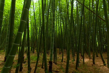 Light in the bamboo forest の写真素材