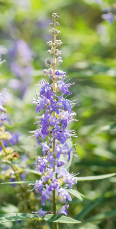 Vitex agnus-castus, Chasteberry, Verbenaceae, southern Europe の写真素材