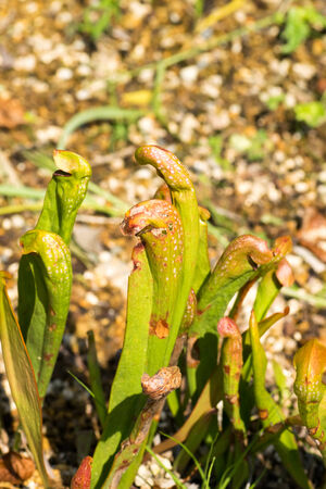 Sarracenia minor, Sarraceniaceae, North America Southeastern の写真素材