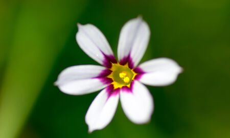 Niwazekishou, Sisyrinchium rosulatum, Iridaceaeの写真素材