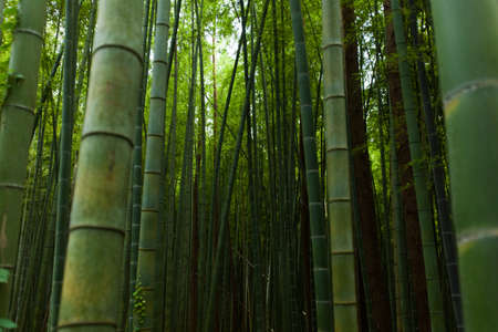 Bamboo forest の写真素材