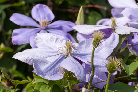 Light purple clematis flowerの写真素材