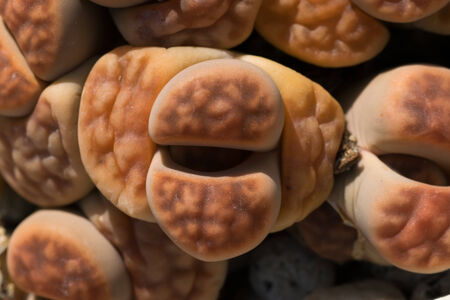 Lithops julii ssp.fulleri v. fulleri, South Africa 
