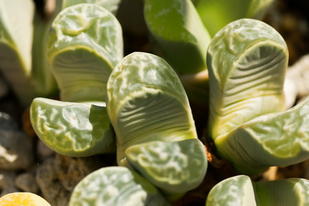 Lithops helmutii, South Africa の写真素材