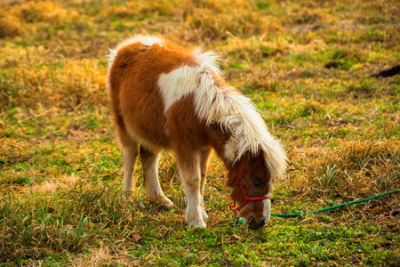 Pony in grass fieldの写真素材