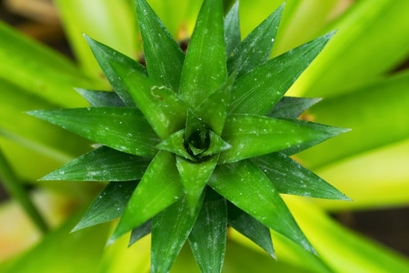 Pineapple, Ananas comosus, Bromeliaceae, Brazil の写真素材