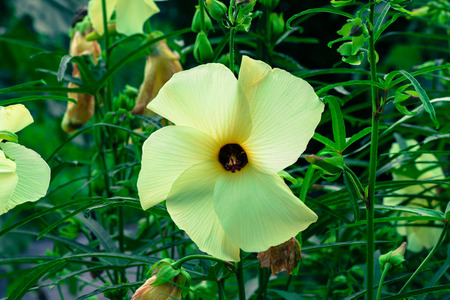 Hanaokura, Abelmoschus manihot, Malvaceaeの写真素材