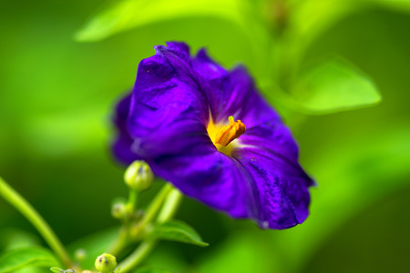 Patagonula americana Boraginaceae, South Americaの写真素材