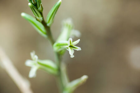 Flowers of Haworthia obtusa, Liliaceae, Southern Africa (Cape)の写真素材