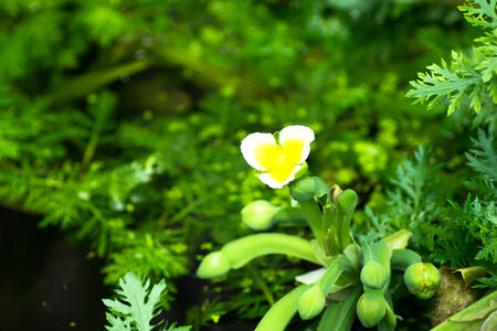 Limnocharis flava, West Indiesの写真素材