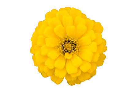 Yellow Zinnia, cut out, white backgroundの写真素材