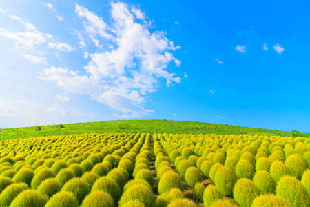 Green Kochia hill and the blue skyの写真素材