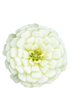 White zinnia flower, white backgroundの写真素材