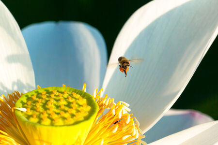 White lotus flower and the fling honey beeの写真素材