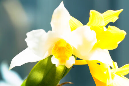 Dendrobium roseiodorum, Orchidaceae, Vietnumの写真素材