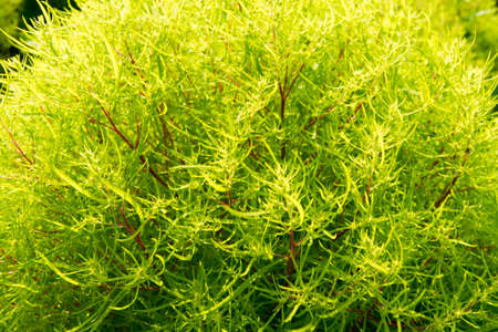 Close up of Green Kochiaの写真素材