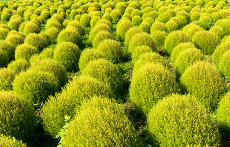 Line of green Kochiaの写真素材