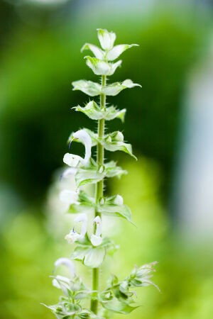 Salvia sclarea, Clary sage, LAMIACEAE, Europe-Asia centerの写真素材