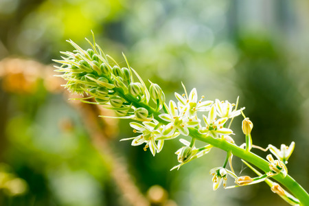 Ornithogalum caudatum, ASPARAGACEAE, South Africaの写真素材